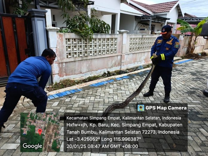 Anggota Damkar Simpang Empat Pemkab Tanah Bumbu mengevakuasi ular sanca yang meresahkan warga Jalan Insgub. (wartabanjar.com - Istimewa)