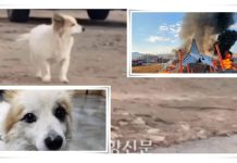 Anjing Ini Terus Menunggu Kedatangan Tuannya yang Tewas dalam Kecelakaan Pesawat Jeju Air di Korea Selatan