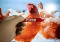 Waspada Penyebaran Flu Burung, Amerika Catat Kematian Pertama H5N1