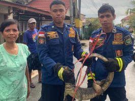 Petugas Damkar Batulicin Evakuasi Biawak Besar dari Rumah Warga