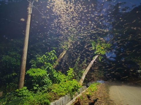 Urup, Serangga Pembawa Pesan Musim Hujan di Hulu Sungai