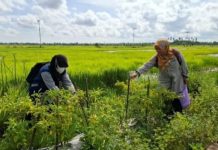 Horeee! Program Batumbang Tani Sukses, Petani di Kabupaten Banjar Panen Cabai