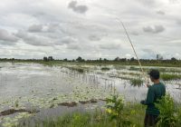 UPDATE Banjir di Kalsel, 1.700 Hektar Lahan Pertanian Rusak, Petani Terancam Gagal Panen!