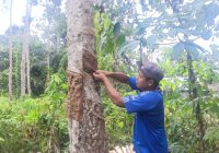 Musim Hujan Bikin Petani Karet di Balangan Terjepit: Produksi Turun, Pendapatan Terancam!