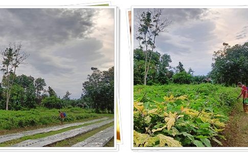 Petani Muda Balangan Raup Puluhan Juta dari 600 Pohon Terong Ungu dalam 3 Bulan!