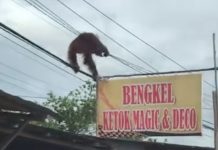 Orang Utan Diduga Tersengat Listrik di Jalan A Yani km 9 Palangka Raya
