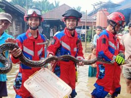Petugas DPKP Banjar Evakuasi Ular Piton 3 Meter dari Rumah Warga Terdampak Banjir