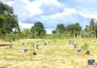 Pemkab Tanbu Kenalkan Arboretum At-Ta'if ke Masyarakat, ini Sejumlah Tanaman Koleksinya