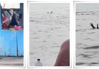 GEGER! Buaya di Sungai Barito Berulah Seperti Manusia, Netizen Heboh: "Mungkin Dia Lelah!"