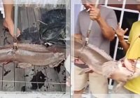 Warga Kertak Hanyar Heboh! Ikan Lele Jumbo 1 Meter Lebih Ditemukan di Tengah Banjir