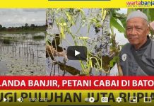VIDEO- Banjir Hancurkan Tanaman Siap Panen di Batola, Petani Cabai Rugi hingga Puluhan Juta!