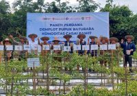 Dinas Pertanian Kalsel Gelar Panen Perdana Cabai Rawit yang Ditanam Menggunakan Pupuk Batubara