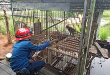 Bikin Resah Masyarakat, Warga Desa Malintang Gambut Berhasil Tangkap Seekor Monyet Ekor Panjang