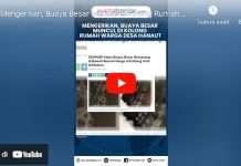 VIDEO Penampakan Buaya Besar Muncul di Kolong Rumah Warga Desa Hanaut Kalteng