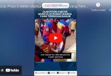 VIDEO - Aksi Heroik Damkar Banjar Evakuasi Ular Piton 3 Meter di Rumah Warga yang Terendam Banjir