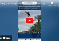 VIDEO - Orang Utan Diduga Tersengat Listrik di Jalan A Yani Km 9 Palangka Raya, Begini Kondisinya