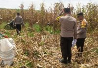 Polsek Bati-Bati Bersama Kelompok Tani Sinar Harapan 3 Gelar Panen Jagung di Desa Ujung Baru