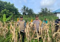 Polsek Takisung Turut Panen Jagung Bersama Forkopimcam dan Kelompok Tani di Desa Gunung Makmur