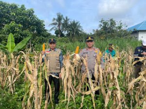 Polsek Takisung turut panen jagung bersama Forkopimcam dan kelompok tani di Desa Gunung Makmur, Tanah Laut, Kamis. (wartabanjar.com - Ist. Humas)