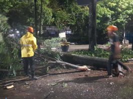 Mobil Tabrak Pohon di Jalan Brigjen H Hasan Basri
