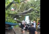 Angin Kencang Landa Banjarmasin Tumbangkan Pohon di Sentra Antasari