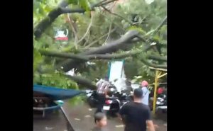 Pohon tumbang di Pasar Sentra Antasari, Selasa. (wartabanjar.com - Ist. Kiriman warga)