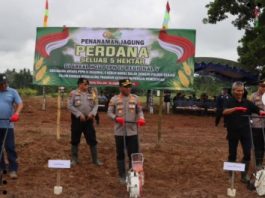 Kapolres Banjar Tanam Perdana Jagung di Lahan Seluas 5 Hektare di Danau Salak