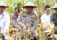 Kapolres Tanah Laut Panen Raya Jagung di Desa Kayu Abang Tambang Ulang Seluas 17 Hektare