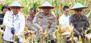 Kapolres Tanah Laut, AKBP Muhammad Junaeddy Johnny SIK MH, bersama Forkopimda panen raya jagung di Tambang Ulang, Rabu. (wartabanjar.com - Ist. Humas)
