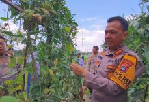 Ini Rekomendasi Tanaman Hortikultura yang Mudah Dibudidayakan