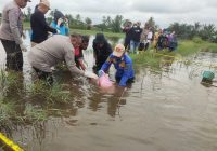 Tambak Karya Geger, Wanita Lansia Ditemukan Tak Bernyawa di Persawahan