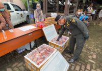 Cegah Penularan ASF di Kalsel, Balai Karantina Musnahkan 100 Kg Daging Babi Ilegal