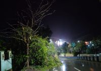 Pohon Tumbang di Jalan A. Yani Km. 2 Paringin, Pengendara Diminta Berhati-hati