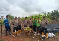 Polsek Kertak Hanyar Panen 90 Kilogram Jagung di Ponpes Islahul Aulad
