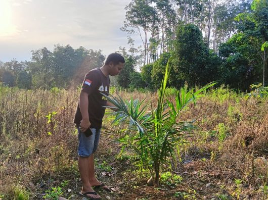 Lebih Untung, Petani Karet di Balangan Beralih ke Sawit