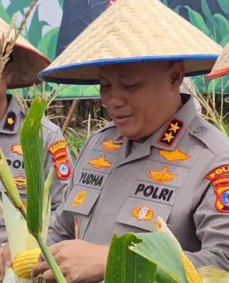 10 Ton Jagung Dipanen Kapolda Kalsel di Cempaka