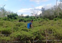 Petani Hortikultura Balangan Ungkap Rahasia Ampuh Kendalikan Gulma!
