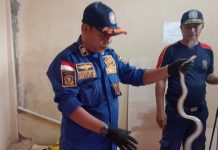 Geger! Ular Paikat Nyasar ke Klinik di Satui, Petugas Damkar Bergerak Cepat!