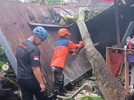 Pohon Tumbang di Jalan Meratus Banjarmasin Hampir Merusak Rumah Warga