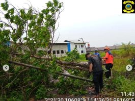 Pohon Tumbang di Jalan AMD Tanjung Pagar Banjarmasin Akibat Diterjang Angin Kencang