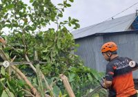 Pohon Tumbang di Banjar Indah Banjarmasin Timpa Atap Dapur Rumah Warga