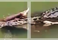 MENGERIKAN! Pemancing Diterkam Buaya, Tim SAR Kerahkan Drone dan Peralatan Khusus!