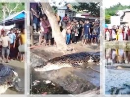 VIRAL Warga Desa Talaga Bersuka Cita Melepas Buaya Muara 4,4 Meter, Benarkah Ini Ritual Adat?