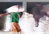 VIRAL! Mandor Tendang Buruh Panggul di Jambi, Anggap Candaan, Polisi Pun Turun Tangan