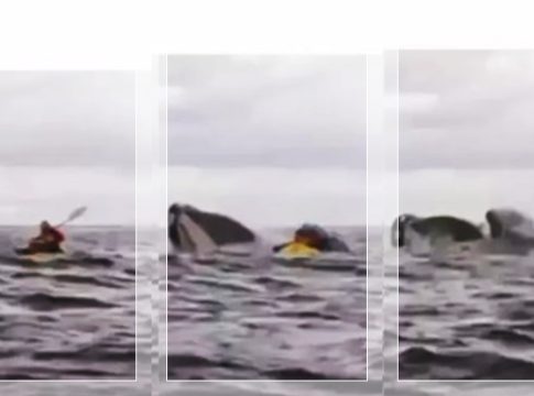GEGERKAN JAGAT MAYA! Paus Bungkuk "Telan" Pendayung Kayak di Selat Magellan Cile