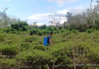 Cabai Hiung: Menggiurkan tapi Berisiko! Petani Balangan Ungkap Tantangan dan Keuntungannya