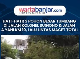 Hati-hati! 2 Pohon Besar Tumbang di Jalan Kolonel Sugiono & Jalan A Yani Km 10, Lalu Lintas Macet Total