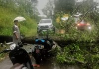 Pohon Tumbang di Kabupaten Banjar Tewaskan 1 Warga, 2 Lainnya Terluka