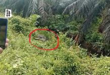 Ngeri! Terjadi di Kutim, Detik-detik Buaya Kunyah Kaki Pria yang Baru Saja Diterkamnya