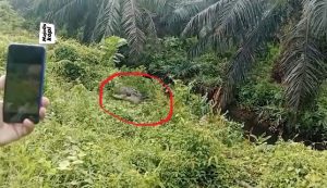 Buaya di Kutim saat memakan bagian tubuh korban. (wartabanjar.com - Ist. @majeliskopi)